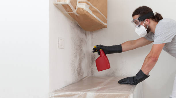 Professional Basement Mold Removal technician working in Houtzdale, PA