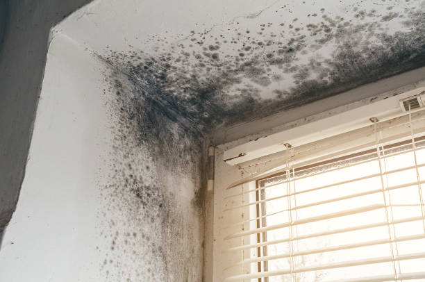 Affordable Basement Mold Removal solutions in Houtzdale, PA